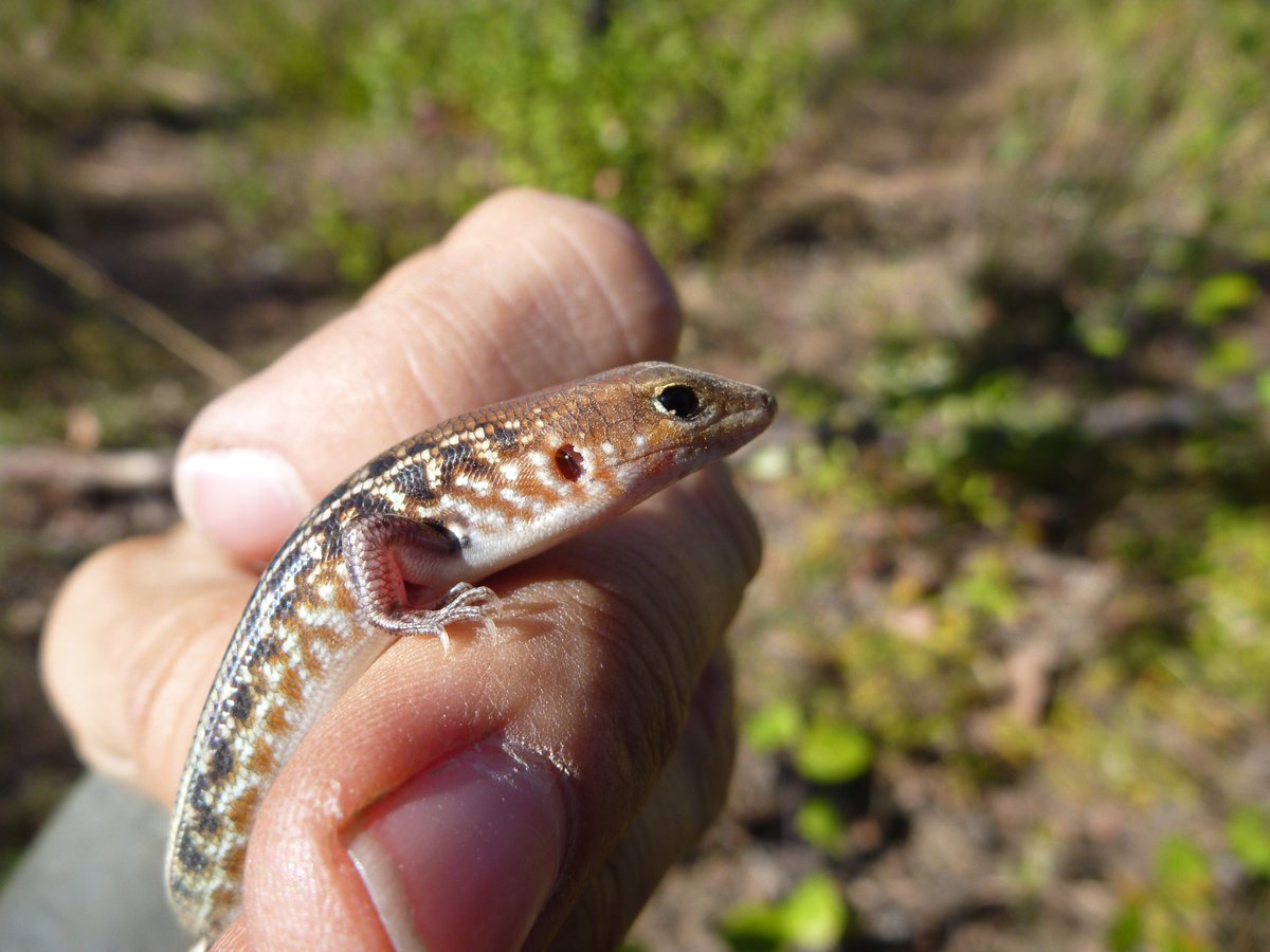 Charles Darwin International PhD Scholarship on offer @CDUni to study the impacts of fire and grazing on lizard assemblages in Australian savannas, working with Alan Andersen, Keith Christian, Christine Schlesinger and me. Direct message me for more info. (photo: @NESPNorthern)