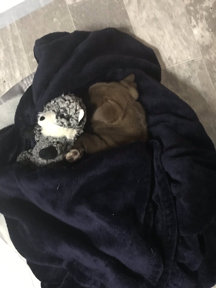 Savana_Fogle's tweet photo. Just a sleepy, sleepy pup💤💤 https://t.co/rUcsAVveWV