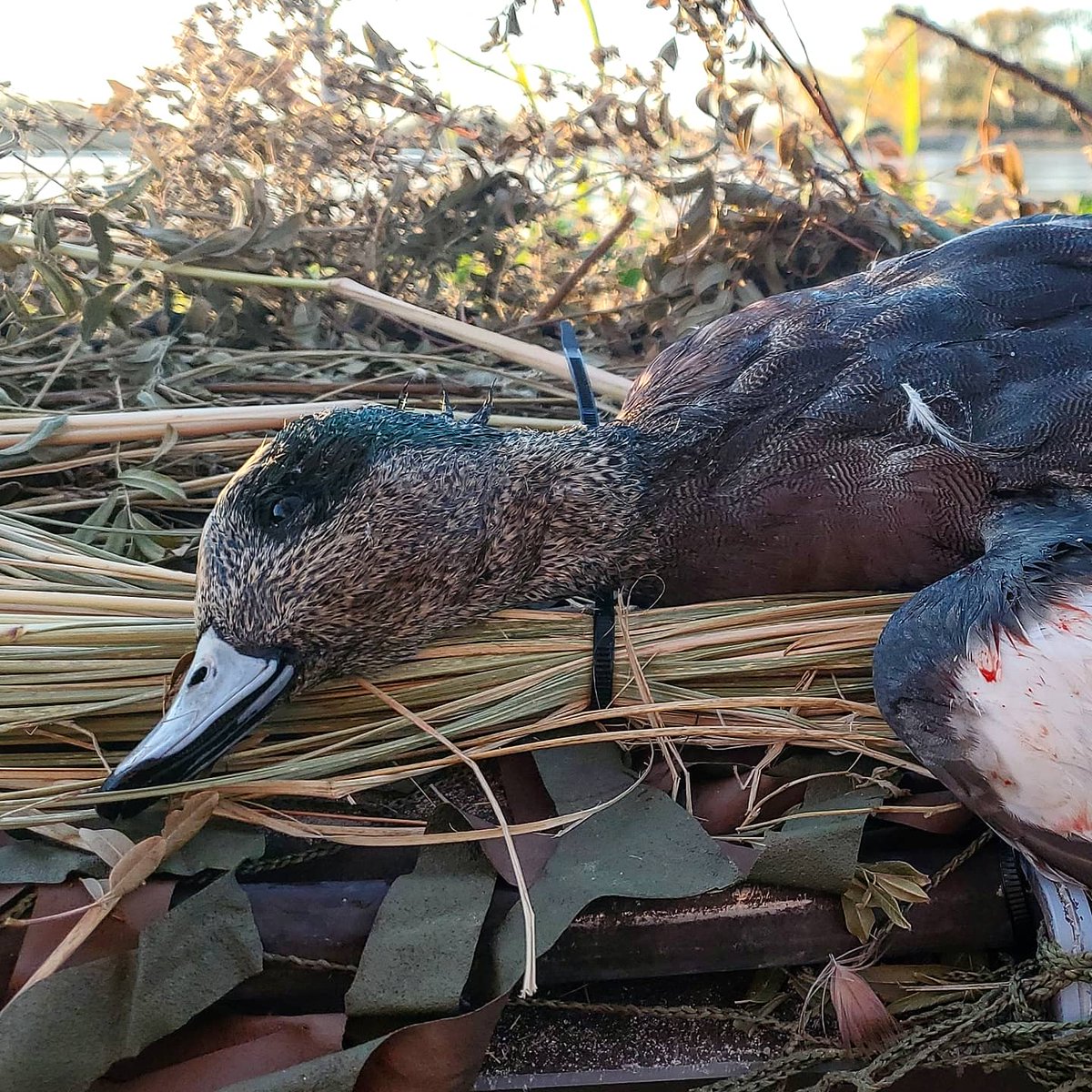 Flat River Outdoors tweet media