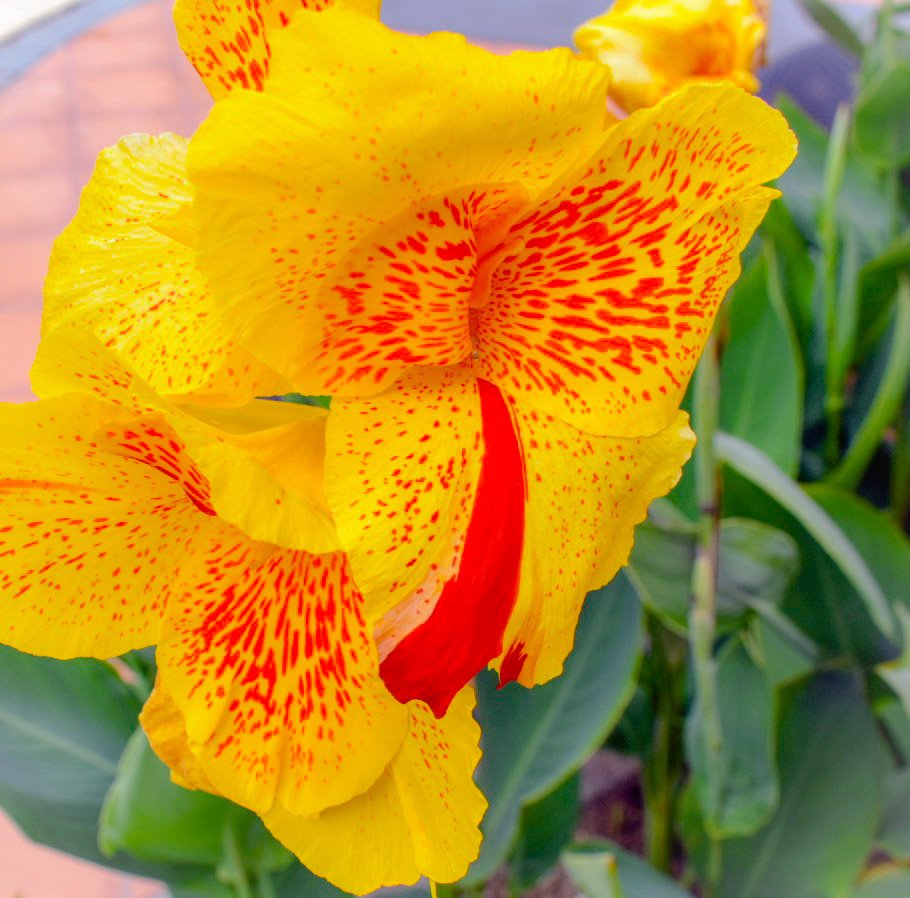 Cannaceae Hashtag On Twitter