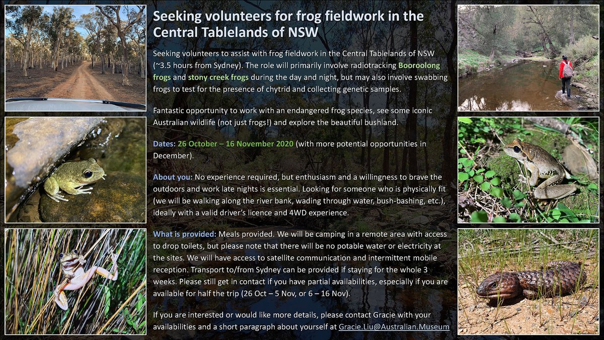 Looking for volunteers to assist with #frog #fieldwork. Great opportunity to contribute to conservation research, gain field skills, and see a beautiful part of Australia.