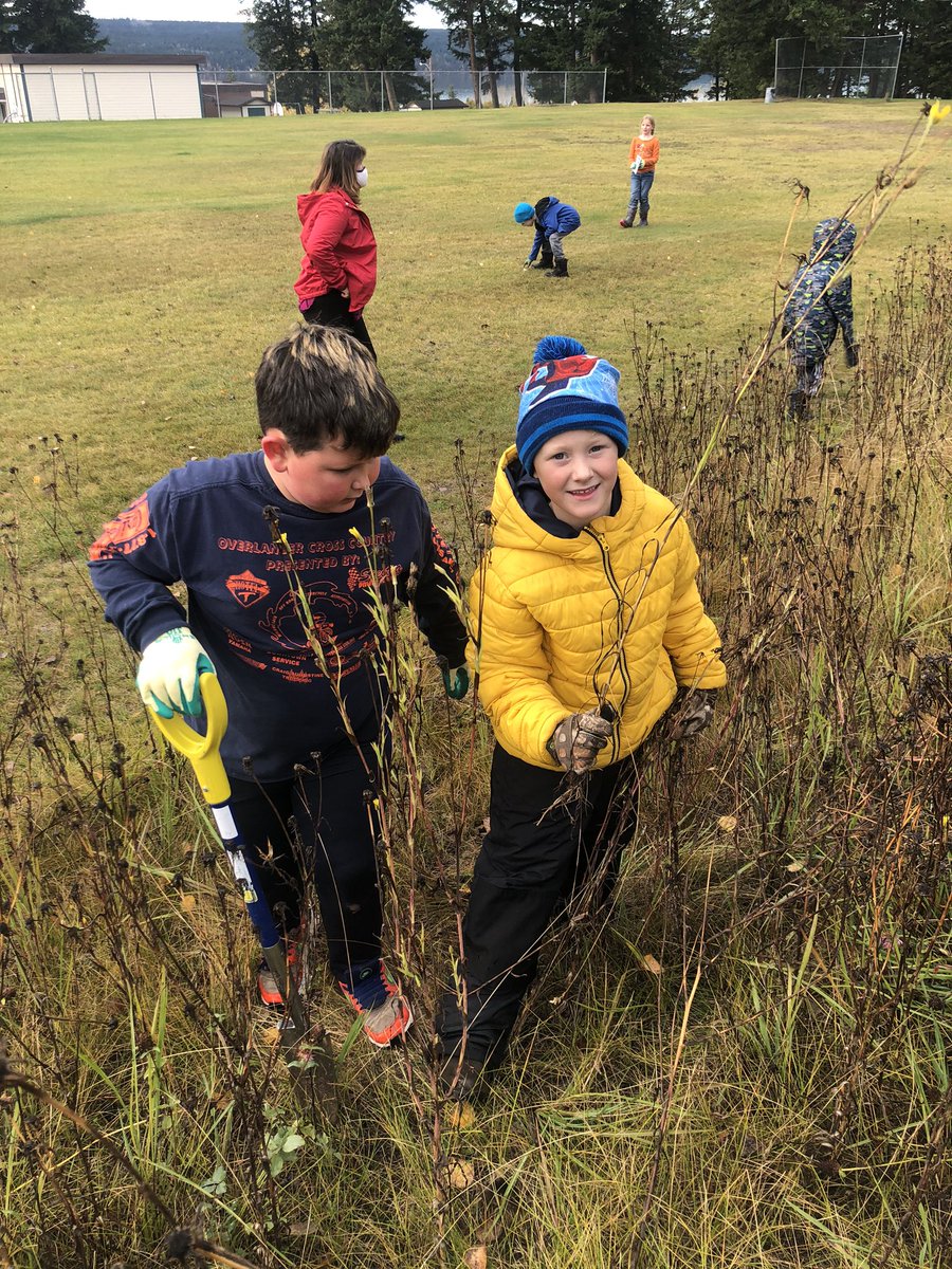 kldavis13's tweet photo. Lac La Hache Elementary students learned about invasive plants and then helped improve our local ecosystem by pulling Goat’s Beard. #sd27_cc , #takemeoutside , #outdoorlearning https://t.co/VyALFeoi20