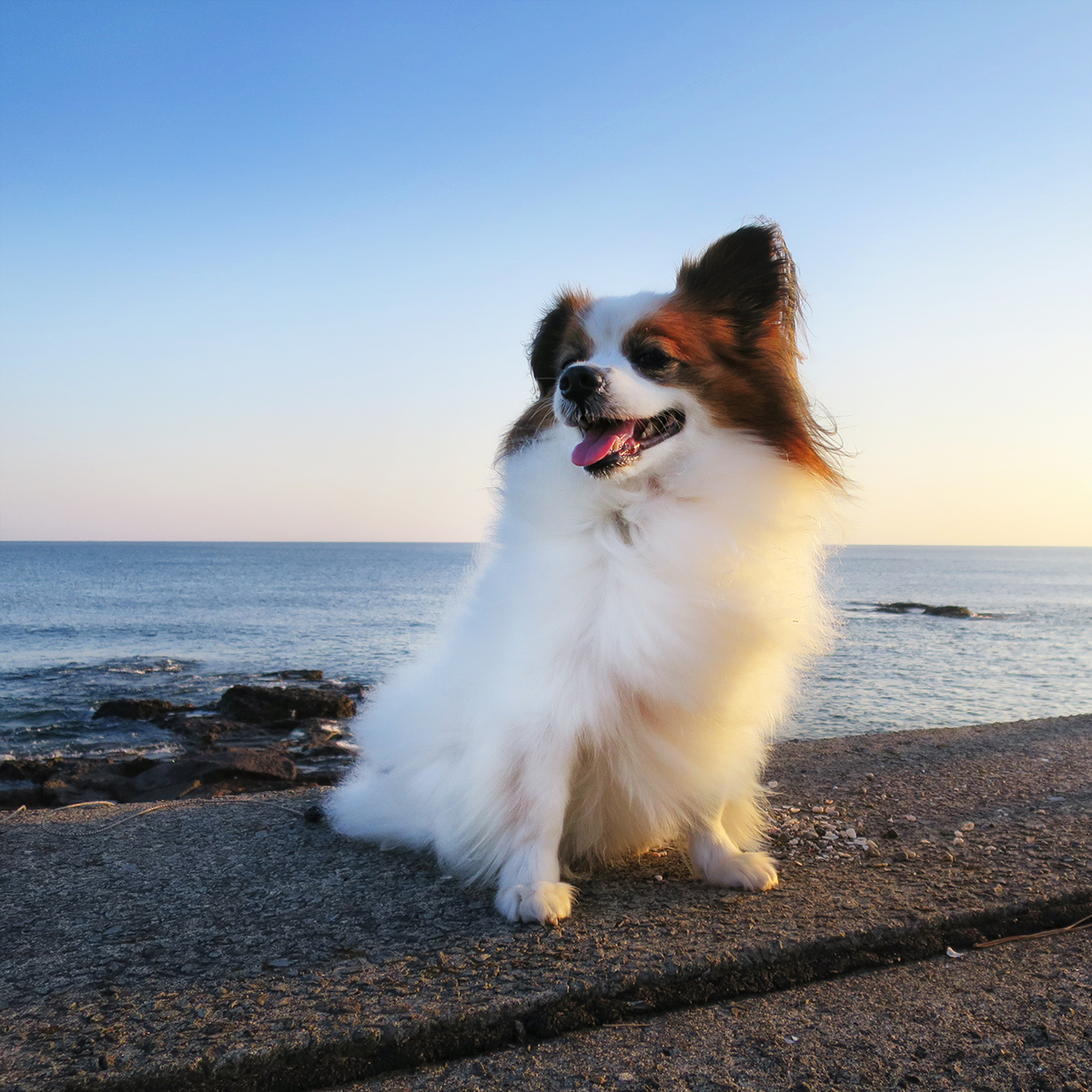 Papillonbono かーちゃんと二人で海の公園に来たよ 犬 パピヨン Dog Doggy Papillondog Animals 犬好き T Co J47mps3jg1 Twitter