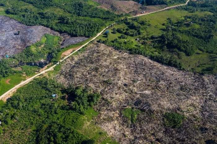 actualidadspda's tweet photo. [Opinión] Consulta previa, promoción de carreteras en la Amazonía y una ley que debe ser derogada ► https://t.co/gxb7GkdfX3

Análisis del pronunciamiento de la @SacaSeemAPC sobre la Ley 30723, que habría incumplido la legislación ambiental peruana. https://t.co/AtugW5Wns9