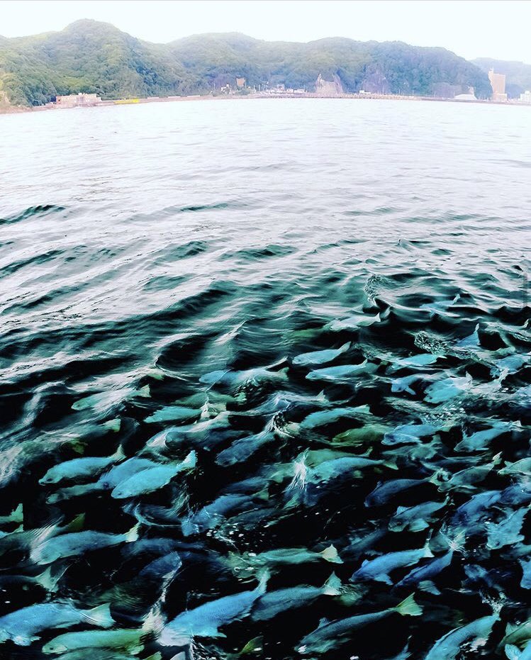 鯛の浦遊覧船 本日も通常運行です 鯛の浦 Gotoキャンペーン 地域共通クーポン取扱店