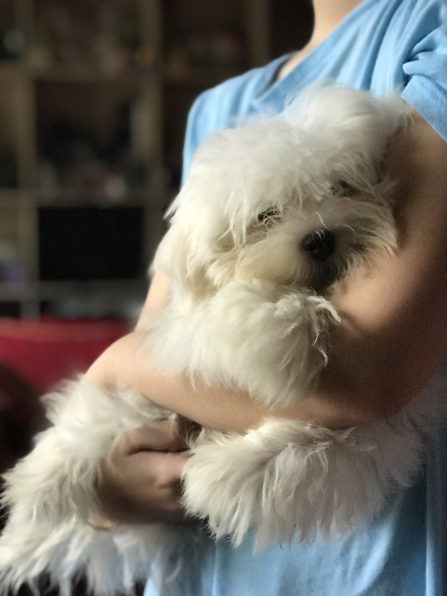 milkteaylor's tweet image. Our doggo calms down whenever he hears epiphany 🥺🥺 i wonder what’s his past life? 

#taylorswift  #FemaleArtist #PCAs