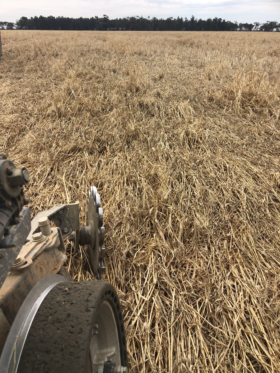 NDF units doing their thing, into crimp rolled poverty grass,(wheat). Cotton with a custom mix liquid fert #aussiesauce <a href="/dale_ndf/">Dale Foster</a> <a href="/AgritradingAU/">Agritrading</a> <a href="/rootsfixdirt/">martin hockey</a>