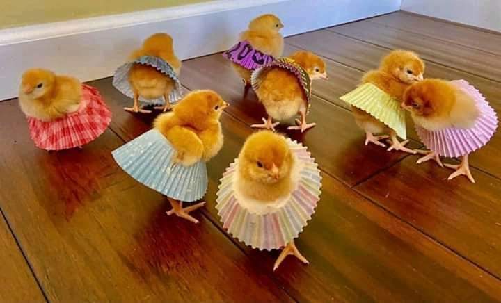 criss_cn0917's tweet image. ATTENTION ATTENTION!
DECEMBER SONG IS OLWEDY NOW!!! 
Here in the previous year coming.
Mwati ngha katushi okudanisa? Aye this year we are experts neh! Uutako ouna okwiinyenga ike😂😂😂  

#vuligatechallenge