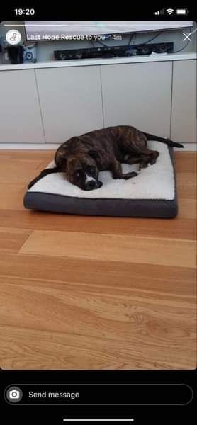 NWDogRescue's tweet image. Please RT THAI'S details to help  find a furever home
findingfureverhomes.org.uk/dogs/thai