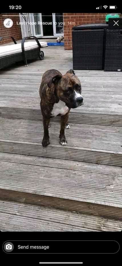 NWDogRescue's tweet image. Please RT THAI'S details to help  find a furever home
findingfureverhomes.org.uk/dogs/thai