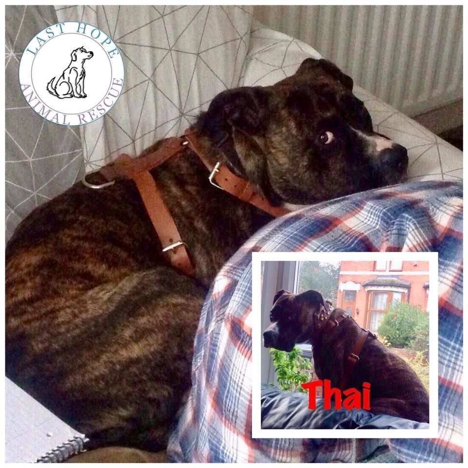 NWDogRescue's tweet image. Please RT THAI'S details to help  find a furever home
findingfureverhomes.org.uk/dogs/thai