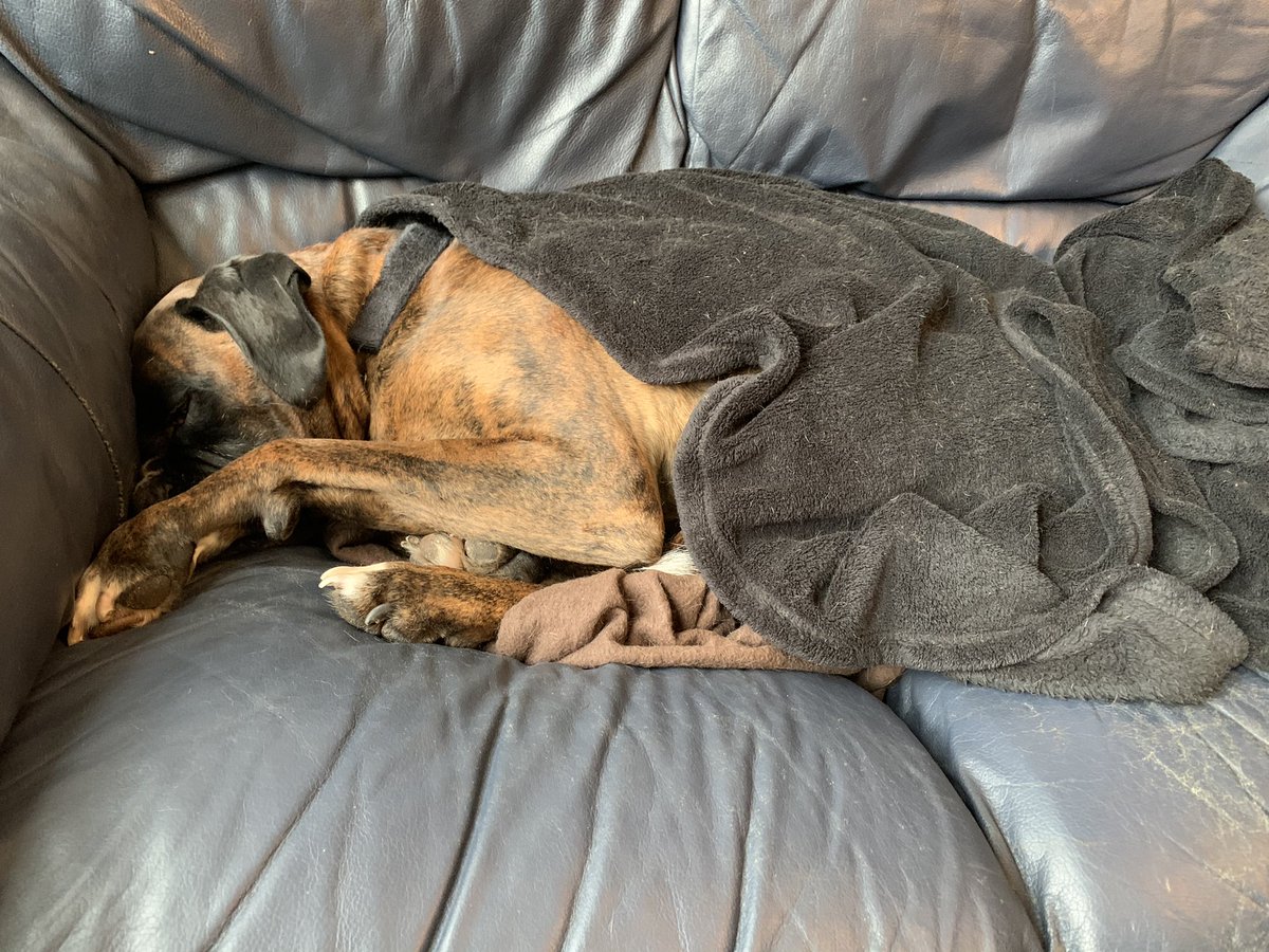 Vinnie Boxer tweet media