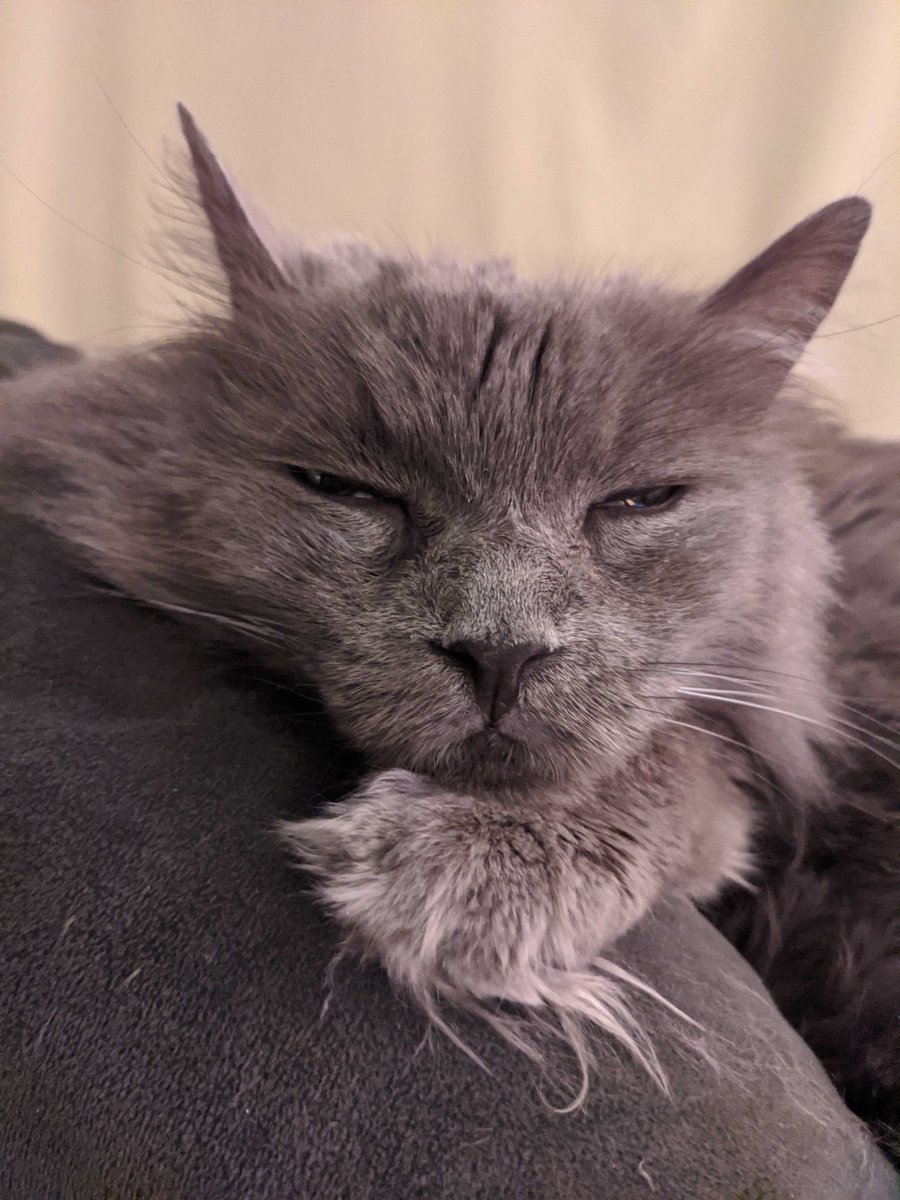 thestorymob's tweet photo. How are your sleeping schedules holding up, NA friends? #Worlds2020 #Mobpets https://t.co/UXPt5cpXiE