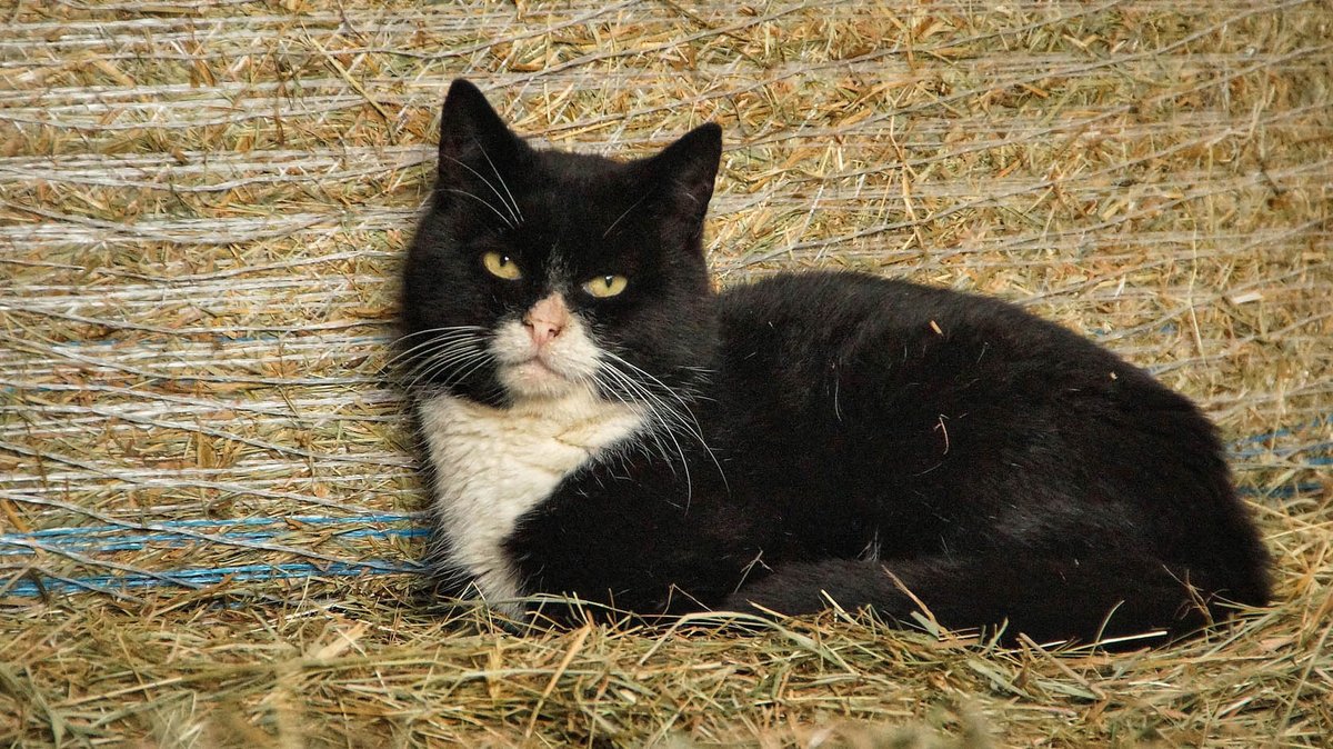 Do you own a farm, a yard or some land which could benefit from a professional 'mouser'? Contact your local Cats Protection to find out if they can help: cats.org.uk/find-us
#FeralCatDay