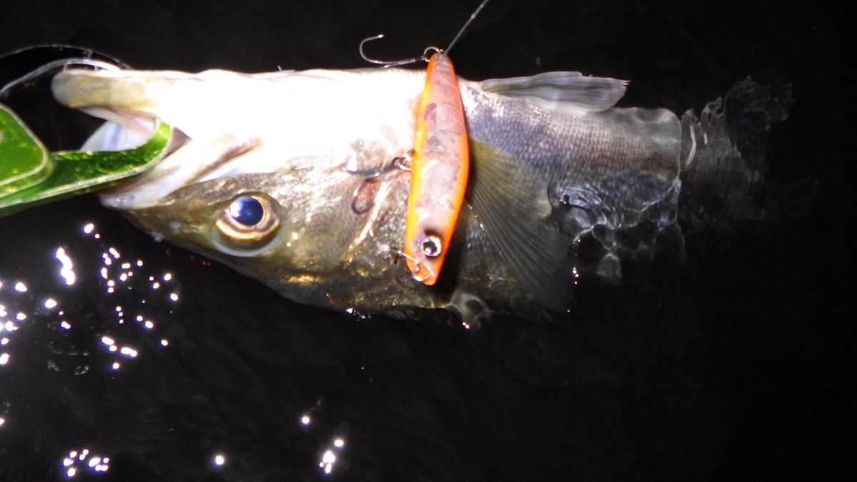 i_01222's tweet image. 最近、最終手段として使用しているima YOICHI。
自分なりの使い方を書いて見ました😁
【fimo】
fimosw.com/u/nyakky/gmjgm…

#fimo
#fimoブログ
#ima
#amsdesign
#YOICHI
#シーバス
#東京湾奥