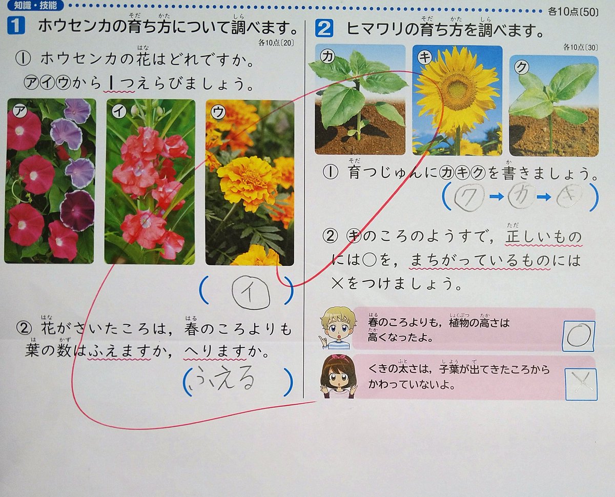 ホウセンカ 育ち 方 ホウセンカの育て方