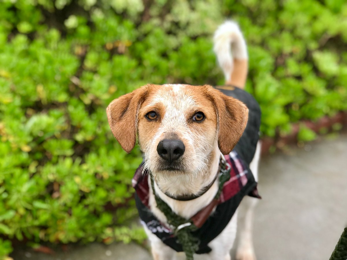 neuro_sara's tweet photo. #PetsinSTEM
1) name: Scout (aka badboyscout on insta)
2) fav qualities: perfect little spoon in the mornings
3) pics!
4)science pals w/ pets: @MariMelonPan @nitz_douglas @dustups https://t.co/HXl0MuEBQm