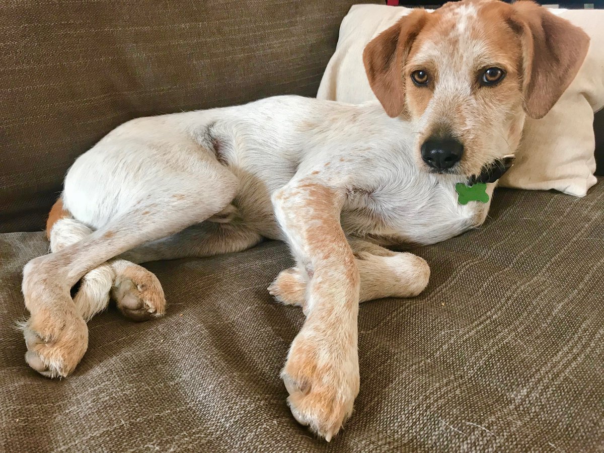 neuro_sara's tweet photo. #PetsinSTEM
1) name: Scout (aka badboyscout on insta)
2) fav qualities: perfect little spoon in the mornings
3) pics!
4)science pals w/ pets: @MariMelonPan @nitz_douglas @dustups https://t.co/HXl0MuEBQm