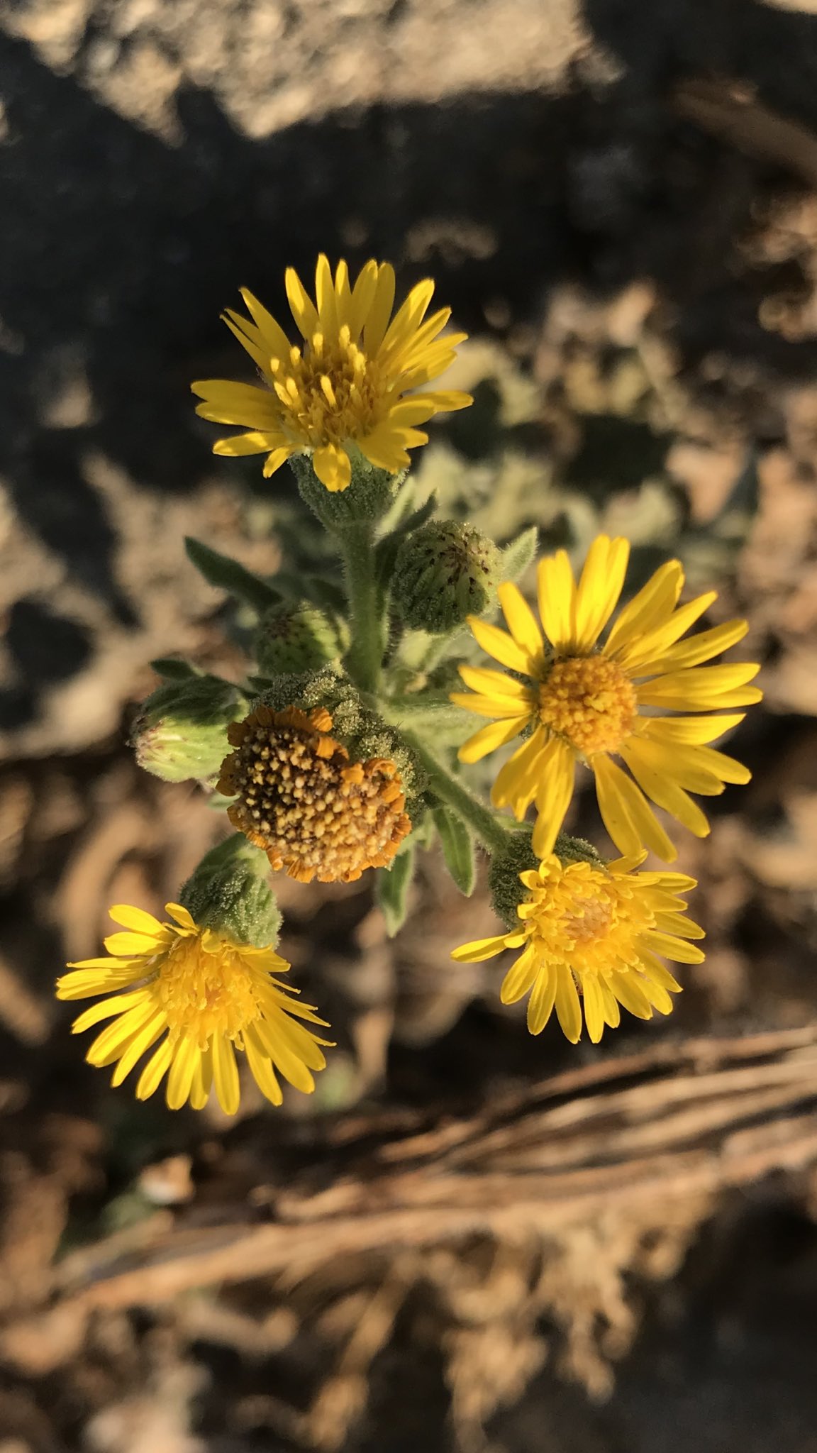 方舟子on Twitter 今日所见野花 电报草 Telegraph Weed 加州紫菀 California Aster 浆果滨藜 Berry Saltbush 白草木樨 White Sweet Clover T Co Bjf5h72jce Twitter