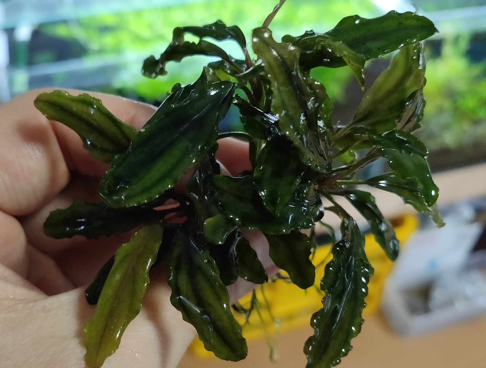 キボーデコ ブセファランドラ 西カリマンタン カユラピス シルバーパウダー 長 く維持してるブセです ブセファランドラ ブセファランドラsp西カリマンタン ブセファランドラspカユラピス ブセファランドラspシルバーパウダー T Co