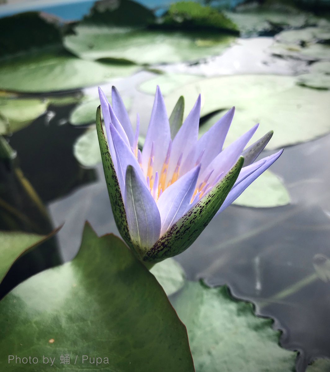 セルレア29番花が開花しました。
このような休眠間近の花は、大きさが小さく、色が濃く、赤みが強いです。
そして2日目、3日目もあまり開かないことが多い。
休眠明けの花も同様です。
#熱帯睡蓮 #tropicalwaterlily