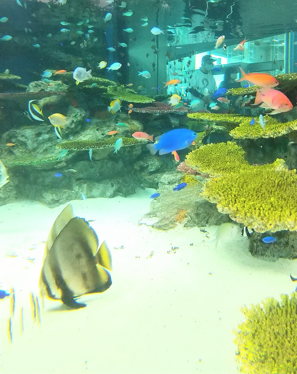 淡水水族館 淡水水族館