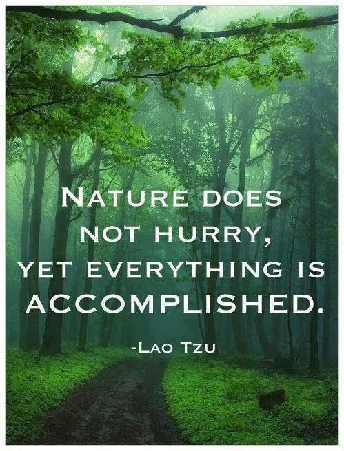 nature_re's tweet photo. 🍃Everything is accomplished in time. Nature has a way of allowing us to gain perspective and slow our pace. Being outside has been proven to reduce stress, anxiety, and depression. 🍃#everythingisaccomplished #nature #learn #naturedoesnothurry #laotzu https://t.co/wWFkGoZ2n8