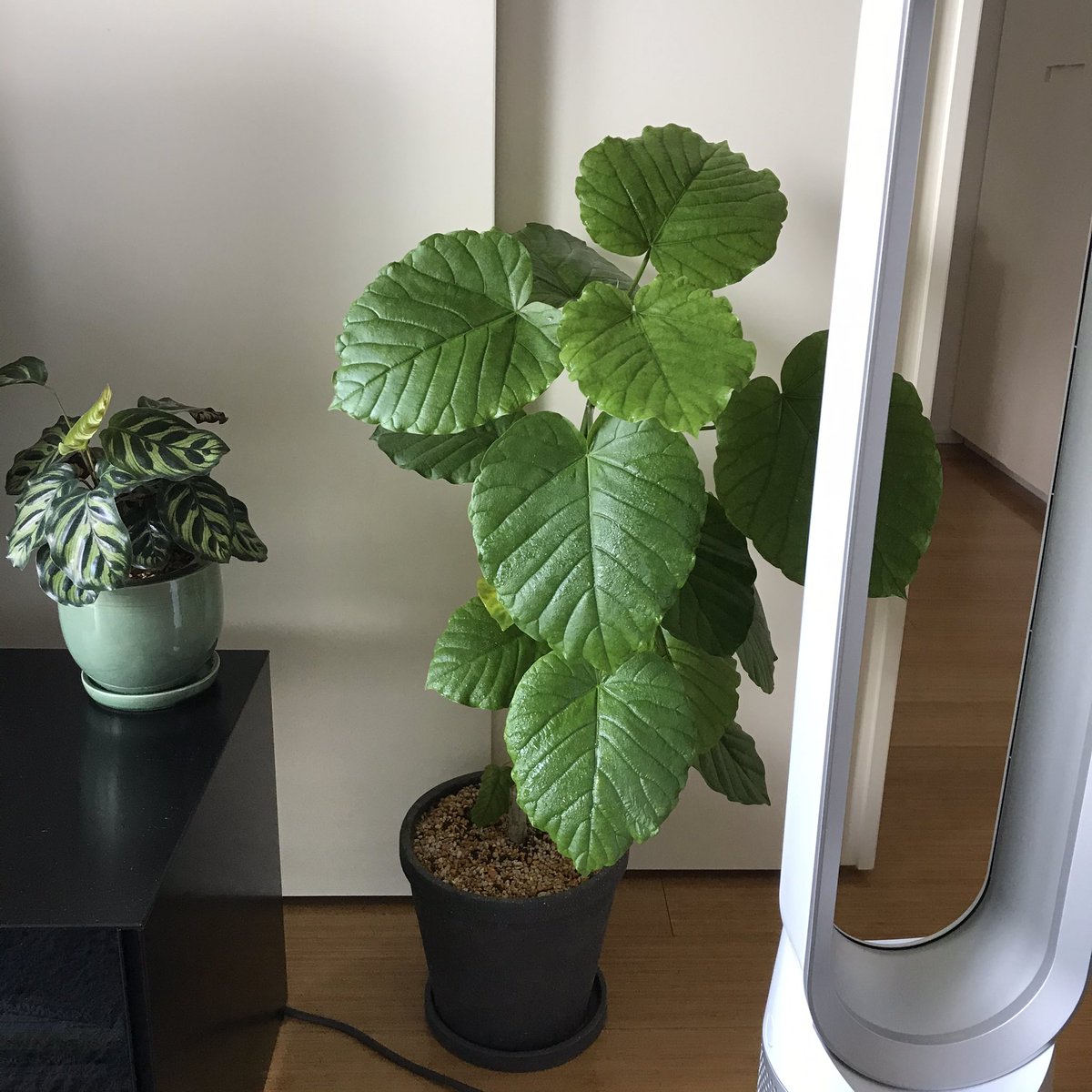 エマ たにまのひめゆり うちのウンベラータちゃん すくすくと育っています 環境に馴染めず枯れ させてしまったのもあるけど このこは強い さすが育てやすい観葉植物no 1です ウンベラータ 観葉植物 グリーン計画 おうちに緑 ゴムの木 育てやすい