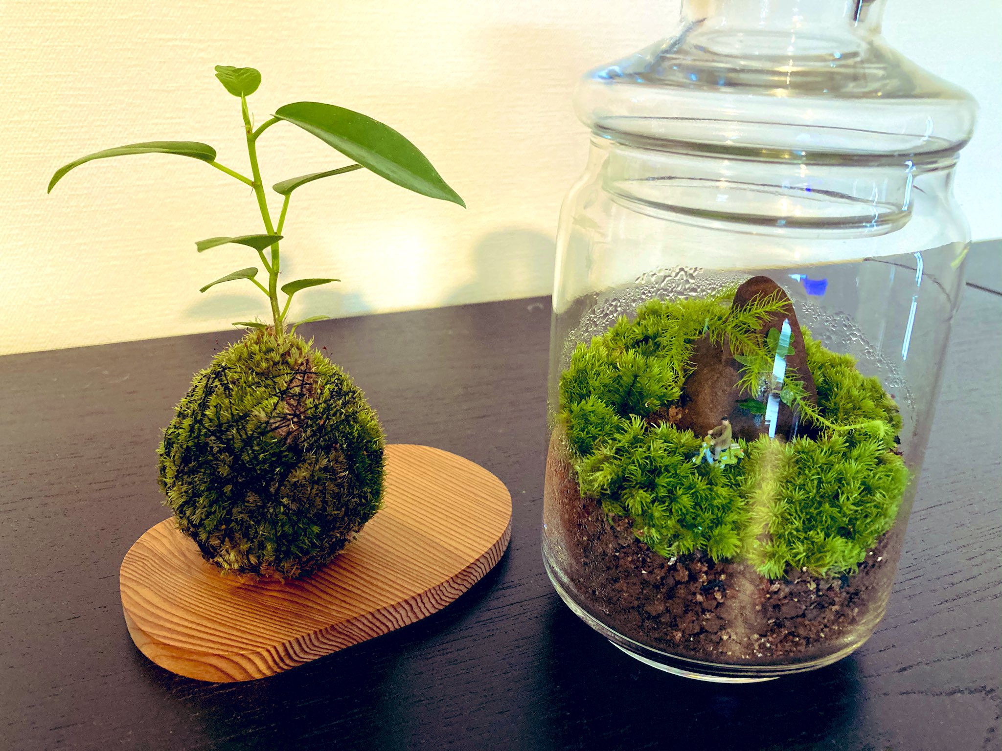 あくびちゃん 屋久島に行ってきたのだけどその歴史や森の成り立ちのストーリーがとてもロマンチックで素敵で 以前から興味のあった苔玉とテラリウム をついに購入してしまった 嬉しい ジブリ好きの人は是非1度行った方がいい