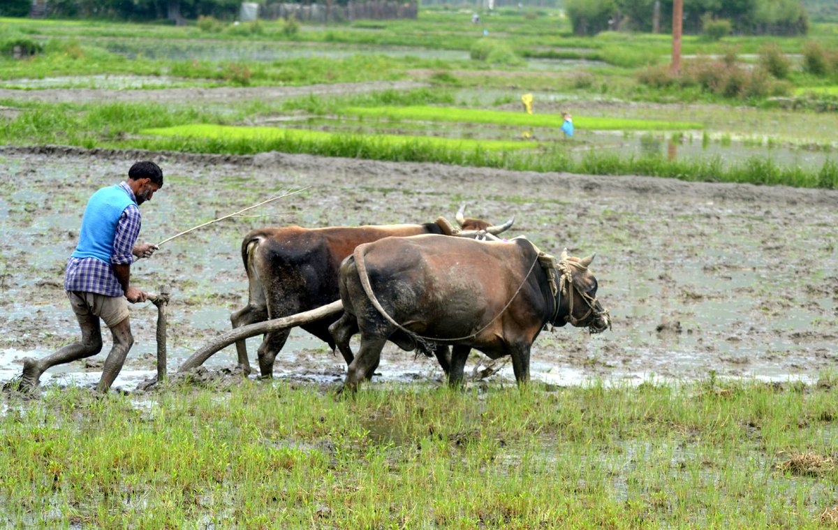 ians_india's tweet photo. #BanarasHinduUniversity (#BHU) has signed a document of agreement with an NGO called 'Foundation for Advancement of Agriculture and Rural Development' (#FAARD) to prepare a roadmap for the agricultural development https://t.co/9enCe97kMs