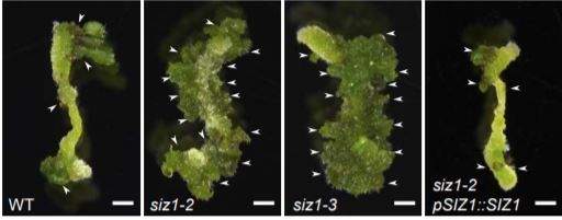 PlantPhys's tweet image. Plant Physiology NEWS &amp;amp; VIEWS now via Plantae .org: Keeping a Lid on Shoot Regeneration: SIZ1 Suppresses Wound-Induced Developmental Reprogramming #LeafDevelopment #StemDevelopment #PlantSci #PlantBiology  @_michaelskelly buff.ly/3lLXkEn