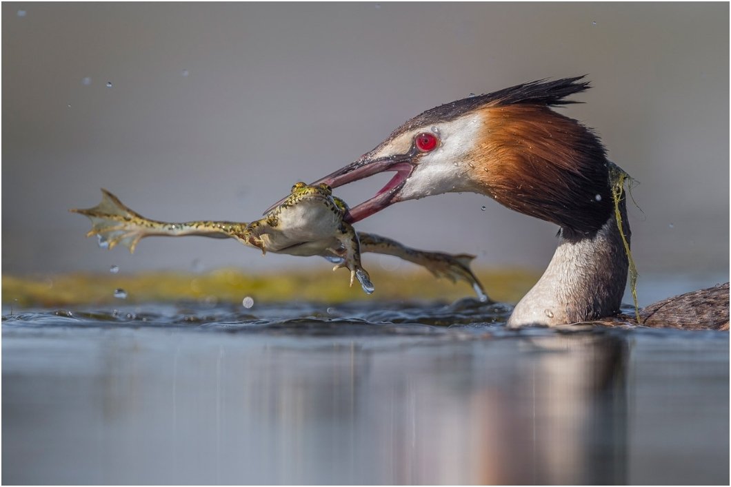 SEO/BirdLife tweet media