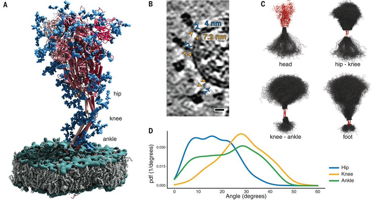 Researchers analyzing the spike protein of #SARSCoV2 before viral entry identified three “shielded” hinges in the spike that may allow it to scan the host cell surface while avoiding antibodies, thanks to glycan shielding. 

Read the study in Science: fcld.ly/c4jan4h