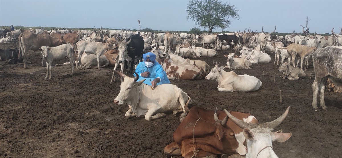 It's #WorldFoodDay ! #Peace is essential for food security & #ZeroHunger in #SouthSudan 🇸🇸. #UNMISS #peacekeepers from India🇮🇳 treated hundreds of diseased livestock in Renk to:
➡️reduce conflict caused by animal theft
➡️ensure healthy animals, happy farmers, fresh milk
#UN75 https://t.co/xZVPaYHq6Y