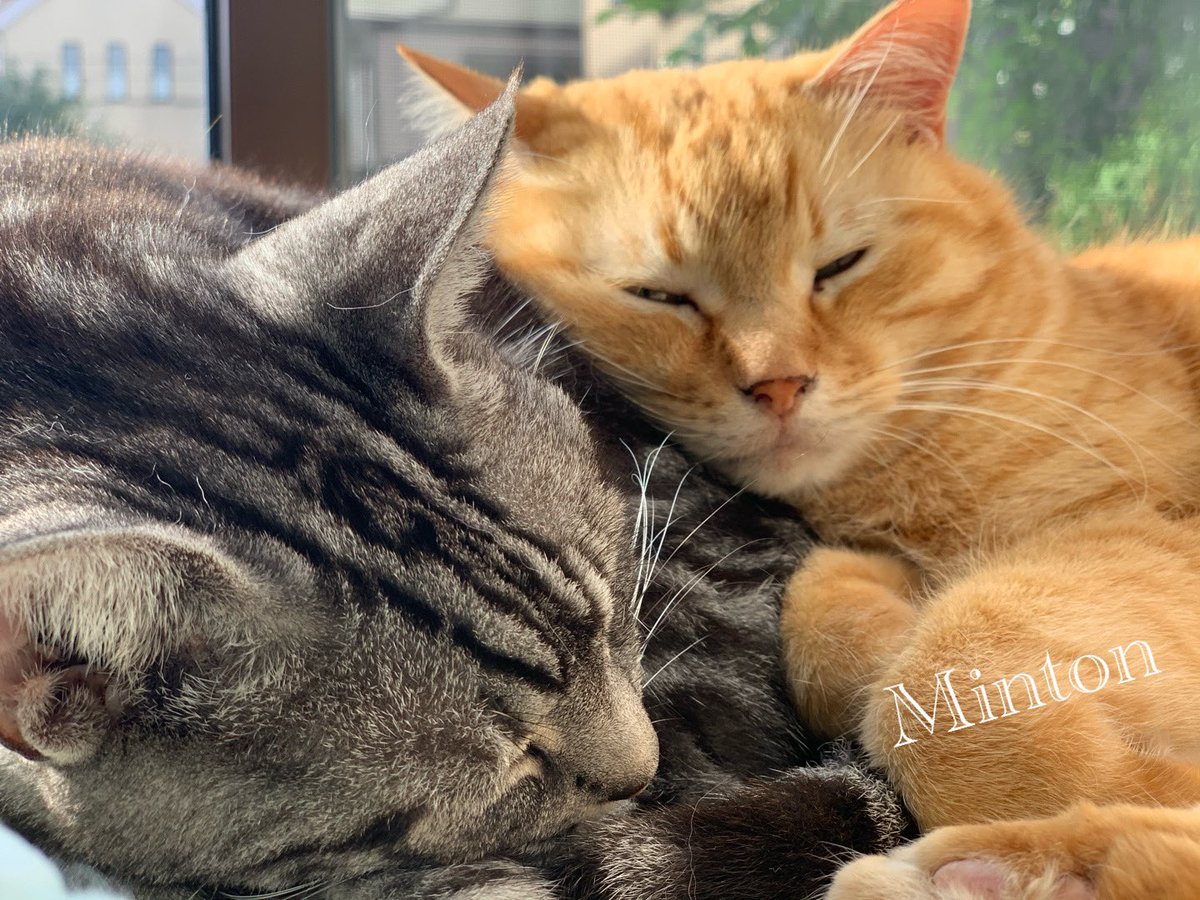 幸せを呼ぶ猫 幸せを呼ぶ猫