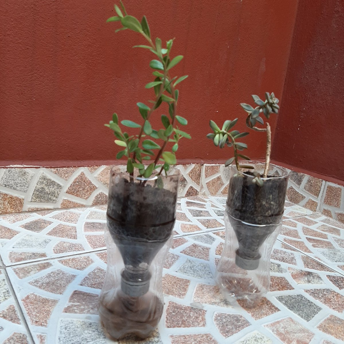 Sup, les vengo a recordar que tenemos un planeta que mantener.

Una manera en que puedes apoyar al #ODS13 (Acción por el Clima) es hacer tus propias macetas PET de auto riego. ¡De esta manera estas reusando, plantando y cuidando el agua! 💚💚💚 #SDGs