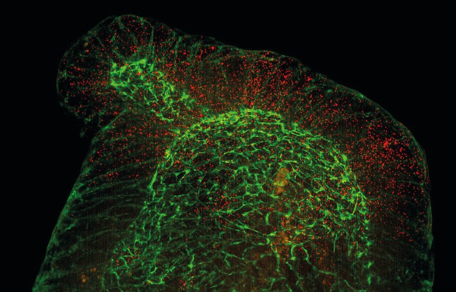AndreasMoor's tweet photo. My lab at ETH Zurich (located at D-BSSE in beautiful Basel, Switzerland) is looking for a microscopy wiz for an ERC-funded project in subcellular transcriptomics.  1/2 https://t.co/eyPZtSWYdX