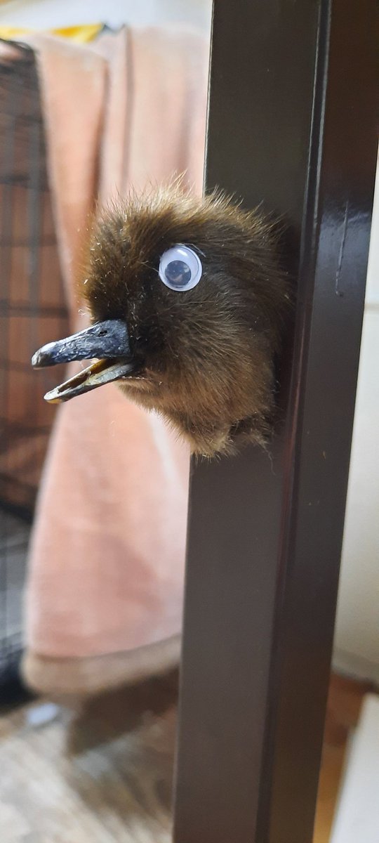 WorldAroundEwe's tweet photo. Magnetic duckling head, now on the website!
Real ducklings!
#UnsolicitedDuckPics
#GetYourRatOut #Taxidermy https://t.co/HBLl25wlx9