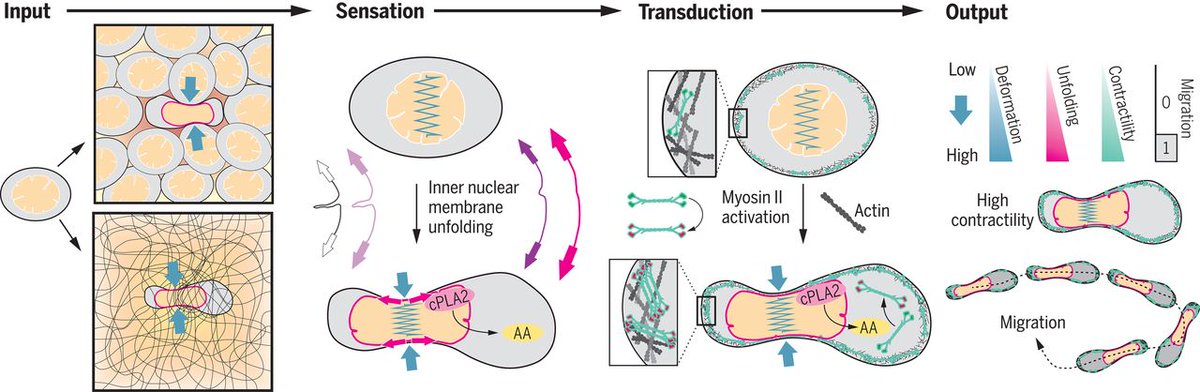 ICFOnians's tweet image. 📢 Scientists from @CRGenomica @ICFOnians, @fhooe &amp;amp; @UPFBarcelona show in @ScienceMagazine how the squeezing of a cell triggers a rapid escape reflex that enables it to escape tight spaces or crowded tissues!!

@valeria_ventur @LabWieser
👉icfo.eu/newsroom/news/…