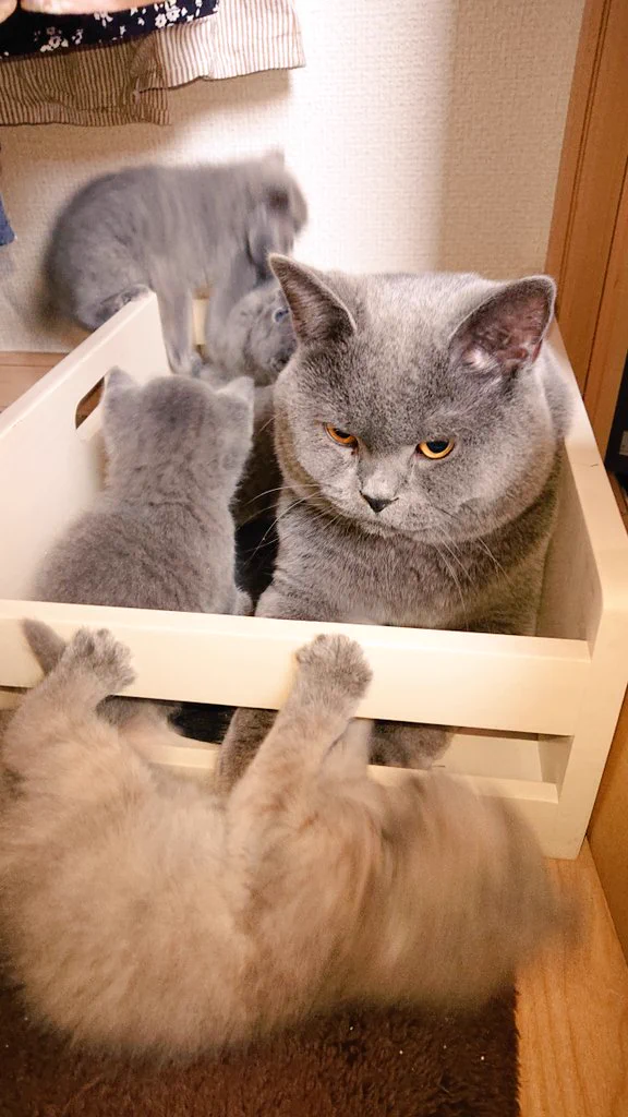 元気いっぱいな子どもに疲れ果てるパパ...人間も猫も一緒！？