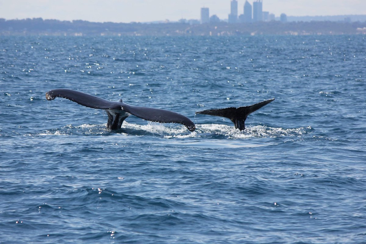 MillsCharters's tweet image. Closest encounter this season! Blogpost up on whalewatchingperth.com 🐋