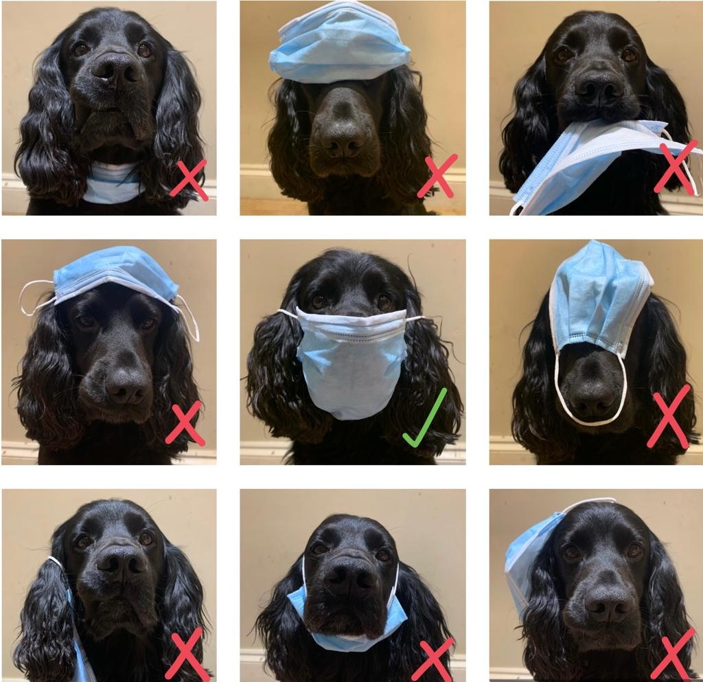 Meet Milo, one of our wellbeing dogs.
Milo loves making people smile. So what better than getting lots of fuss for wearing a mask.
Face coverings are mandatory in most indoor spaces &amp; we continue to ensure people are complying with the regulations.
Follow his lead - wear yours.