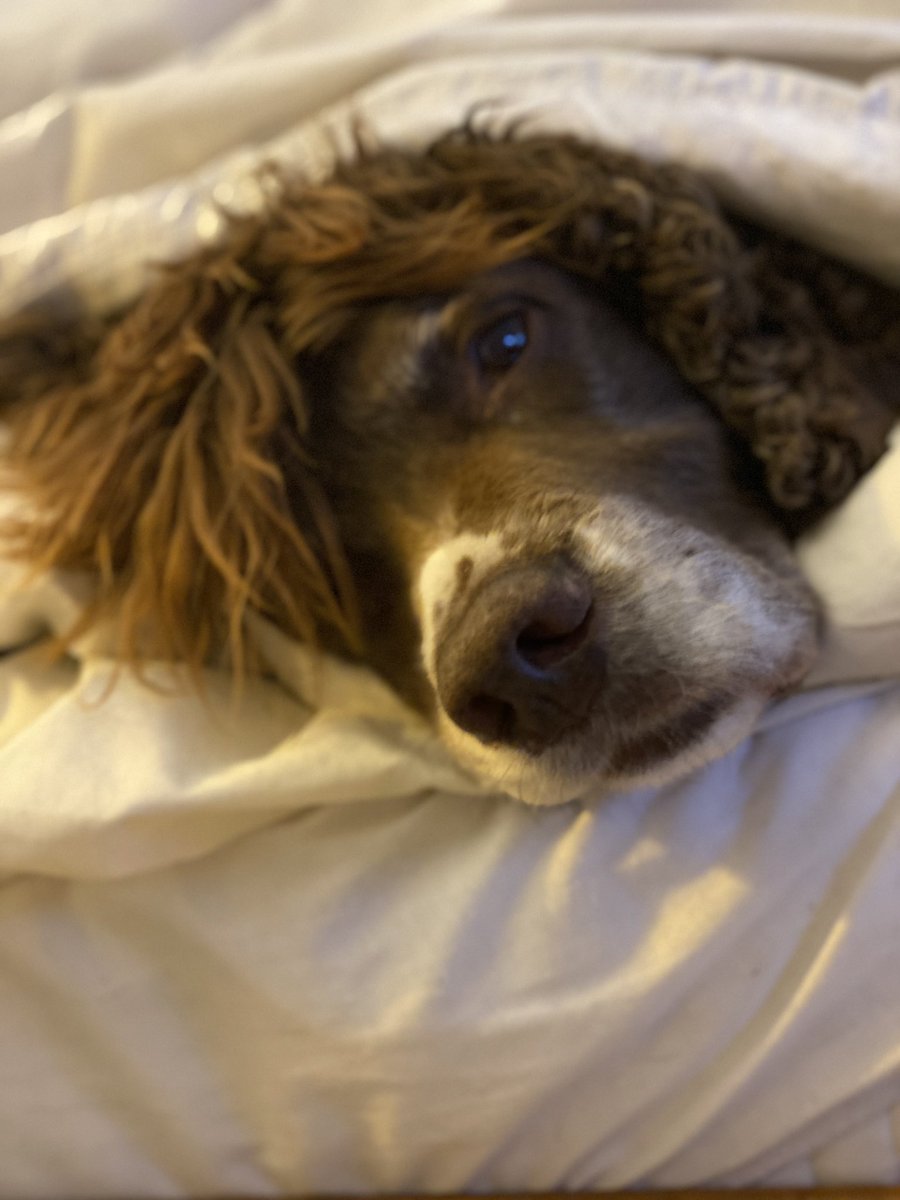 SpanielsSuper's tweet photo. Nasty Arthur’s Titus is sooo bad today 😔💔💔 Vet Neil has prescribed different meds 🤞🤞 until they kick in I’m taking it easy. Just little walks 😧Nurse Mo is keeping me company and helping to look after me 😁#SadSnoopy #SnoopySore #NastyArthurs #Bioflow #NurseMo https://t.co/uqDRDOmp7v