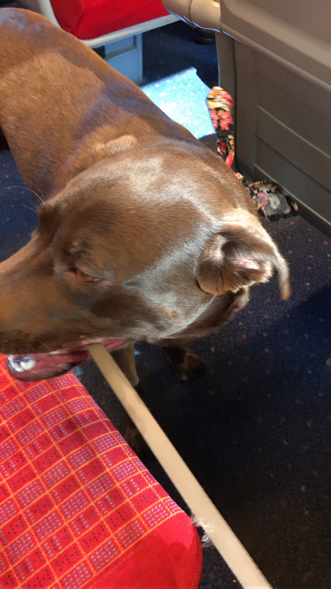 JoshMull07's tweet photo. @Gaydio I tried to take a nice picture of Jessie wearing her bandana but she was having none of it... 🤷🏻‍♂️ https://t.co/4usgSwreeM