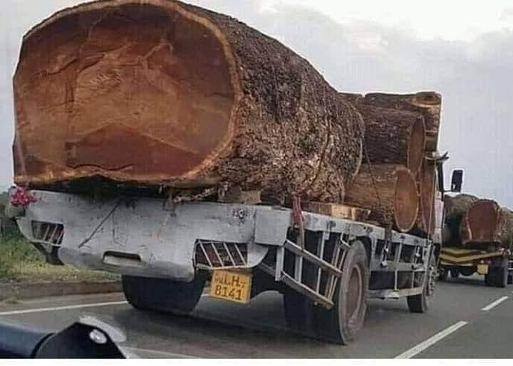 COPIED! How Old do You think this 🌳 Tree was?
How many other Trees grew because of it?
How many Birds and Animals called it Home? #trees #deforestation #nature #naturelovers #ActNow #ClimateCrisis #ClimateAction #climatesustainability #biodiversity #cleanair #pollution