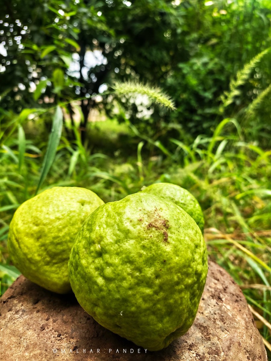 malhar_pandey's tweet photo. First batch of the Season β₯οΈ
ORGANIC Guava "ΰ€ͺΰ₯ΰ€°ΰ₯"π
You are all invited !!
#nature #Backyardchronicles https://t.co/1Iyb9HGc4d