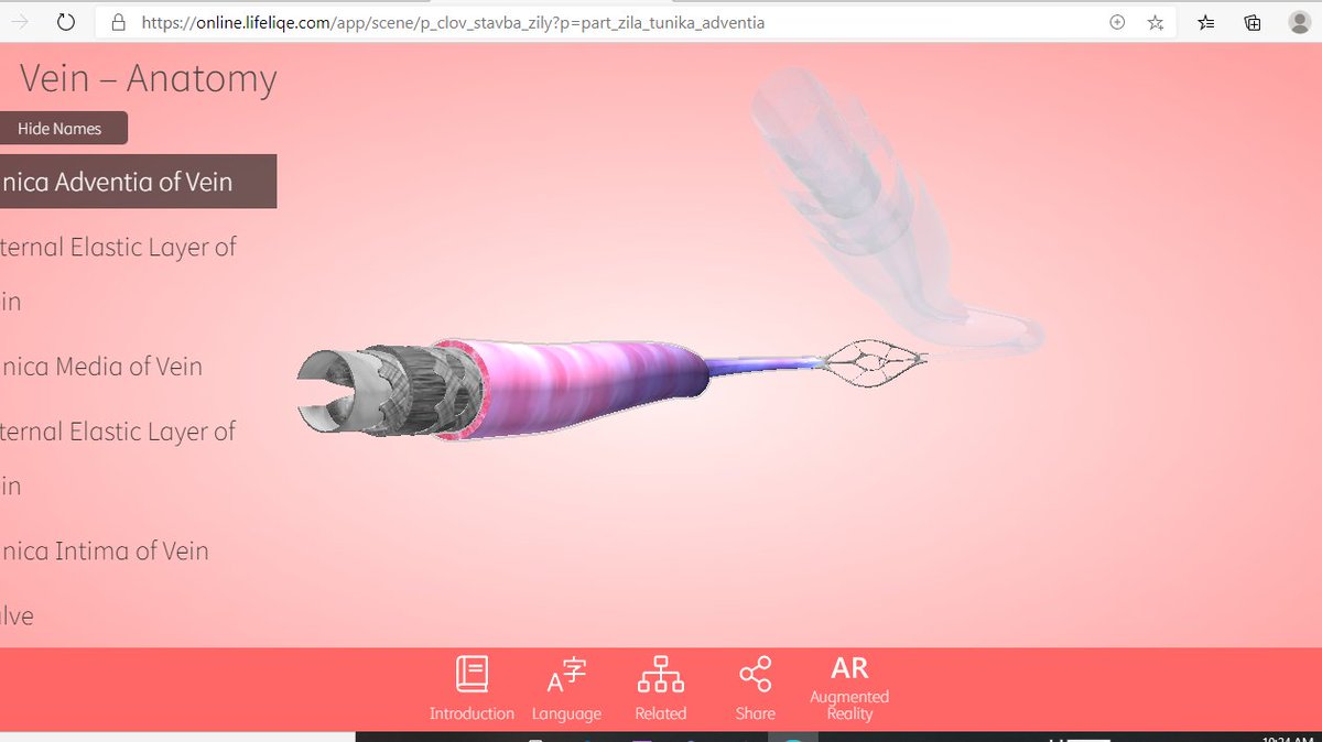 RoweidaB's tweet photo. Digging into the anatomical details of the circulatory system using the 3D models of @Lifeliqe while #remotelearning using @OneNoteEDU #ibbio #topic6 @Hhhsinfo https://t.co/CrwwRn5M2C