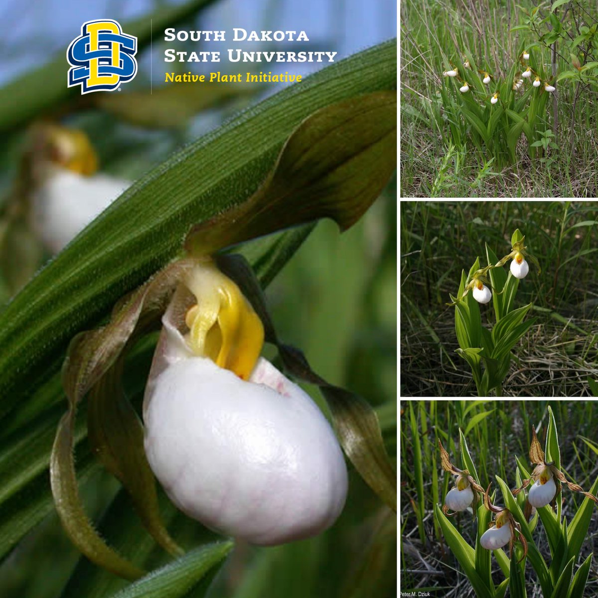 SDStateNPI tweet media