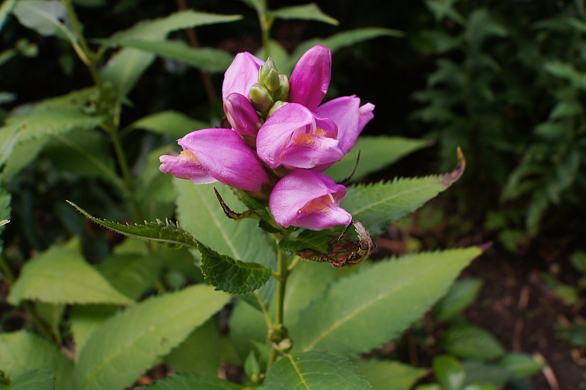 GardenlandUSA's tweet image. #Chelone is a late blooming #wildflower also known as #Turtlehead. Happy #FlowerFriday! #GardenlandUSA #Flowers