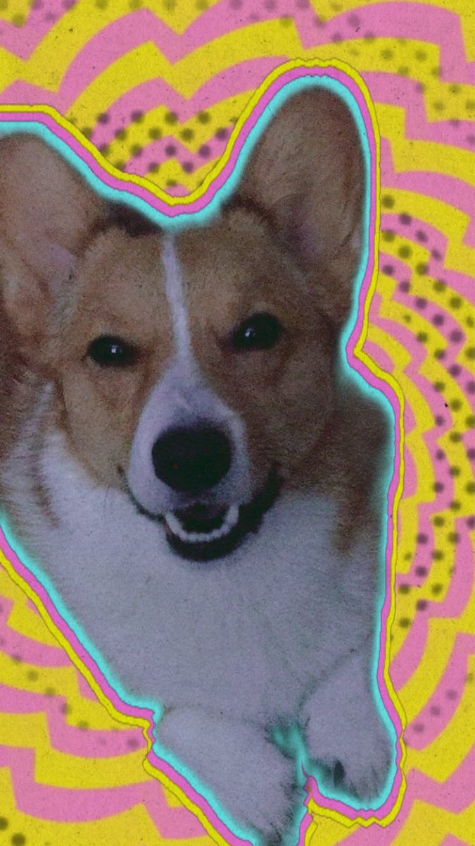 ssminnow8's tweet photo. Weekend..Loading....Please Wait😬
#fridayfun #corgi #corgifun #CorgiCrew #momo #corgisarethebest https://t.co/hNGHpCOnK5